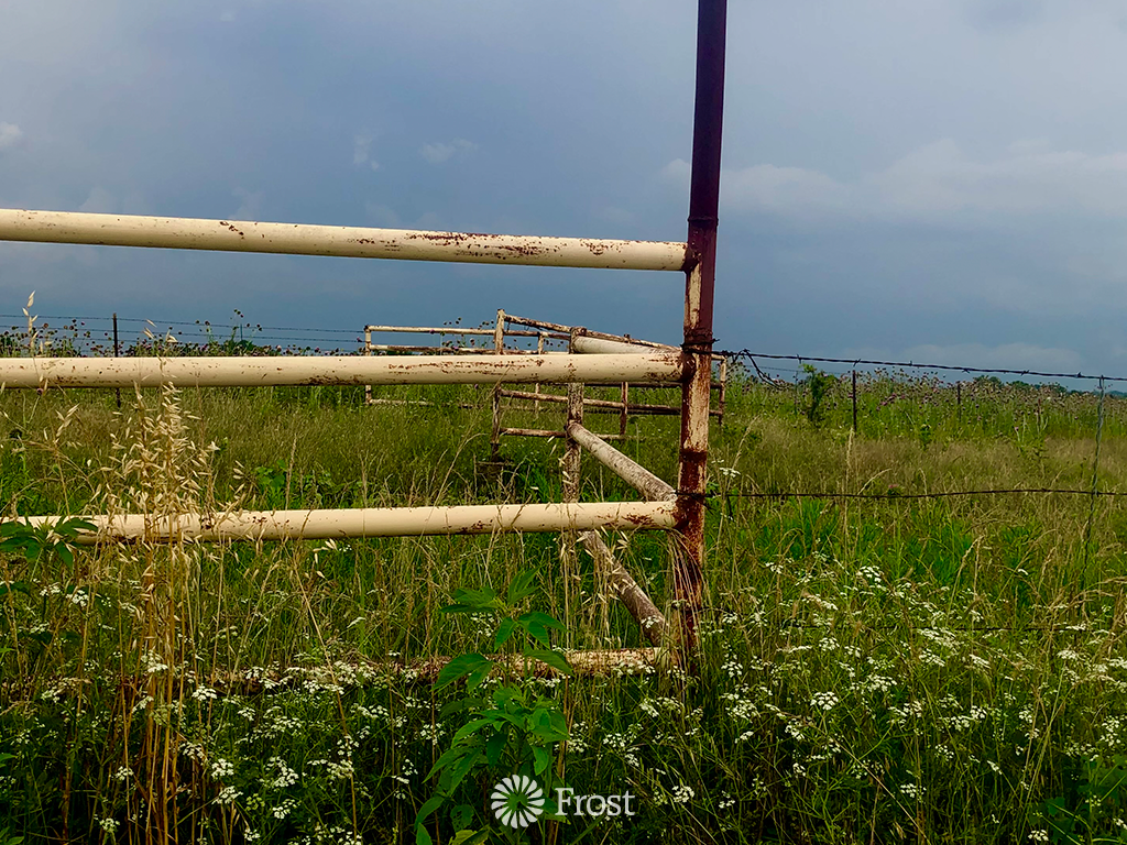Abandoned Cattle Pasture