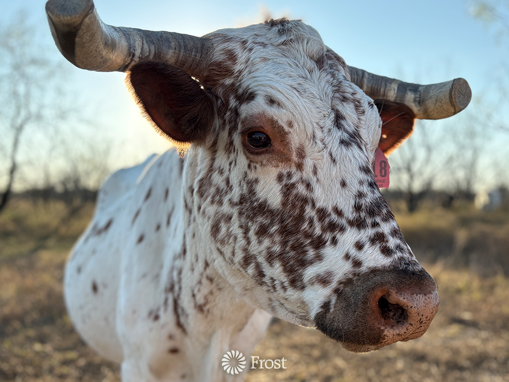 Texas Cattle