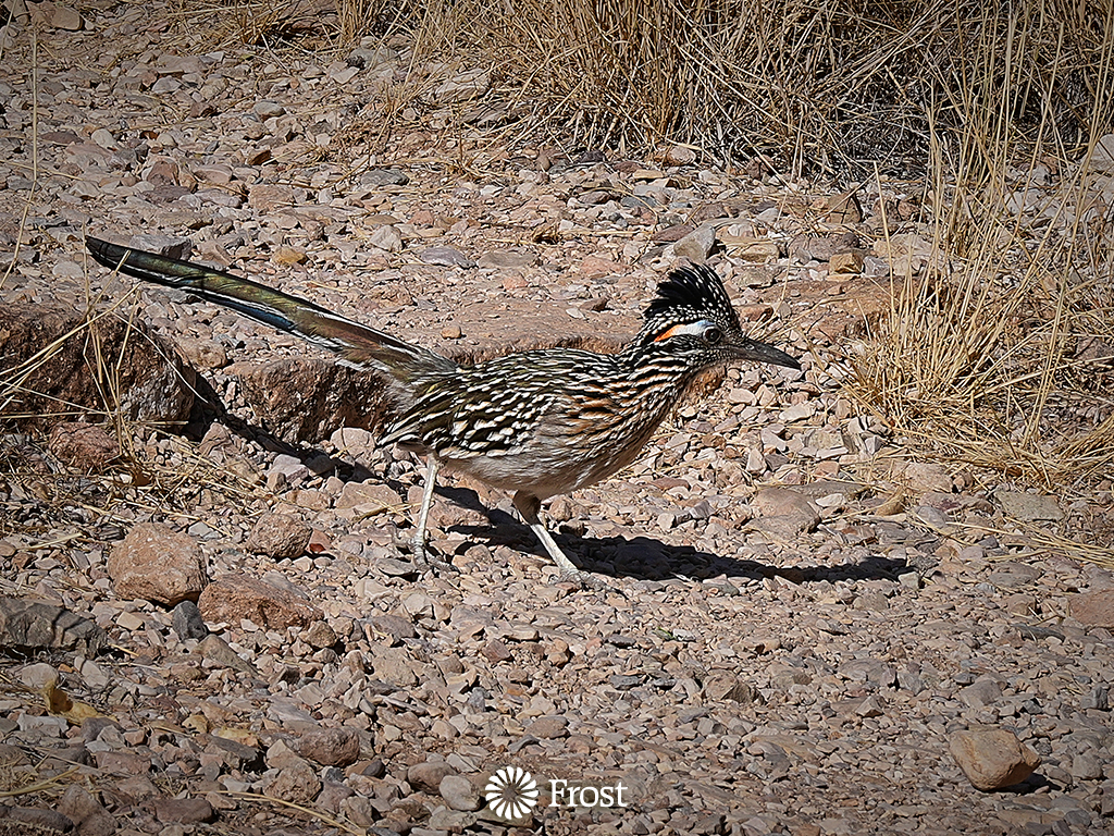 Road Runner Visit