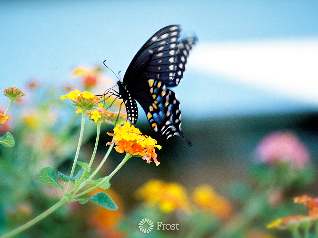 Pipevine Black Swallowtail