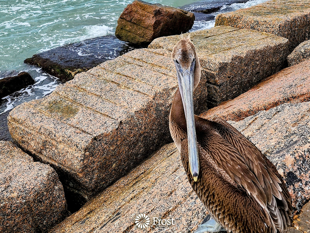 Pelican on the Jetty