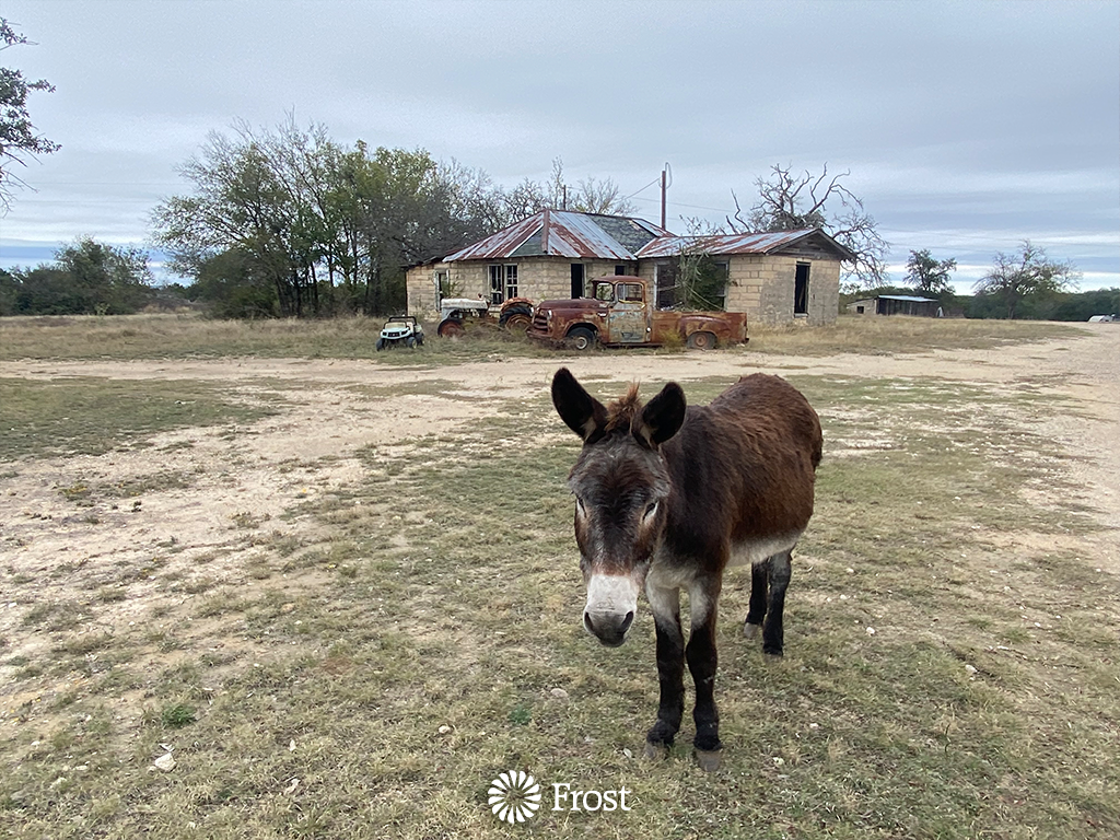 Cute Donkey and Old Truck