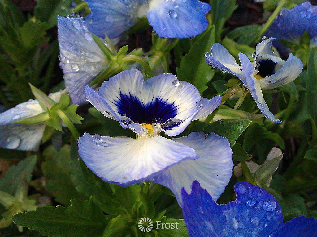 Dewy Morning Flowers