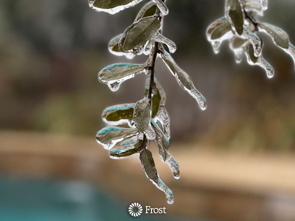 Oak Leaves Coated in Ice