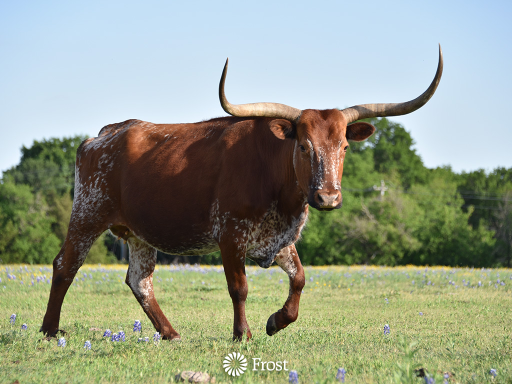Longhorn Cow 