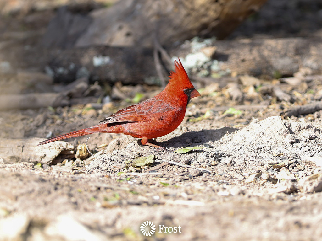 Cardinal