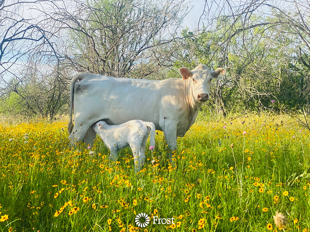 New Life on the Pasture