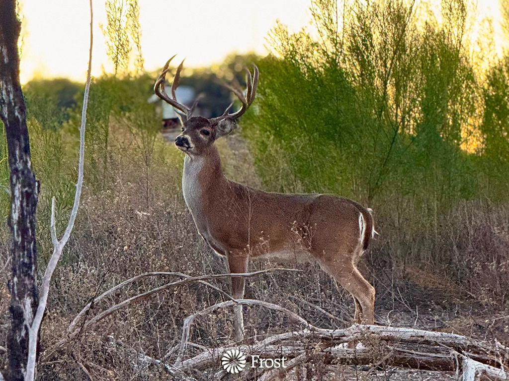 White Tail Buck