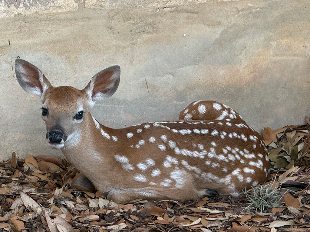 Sweet Little Fawn