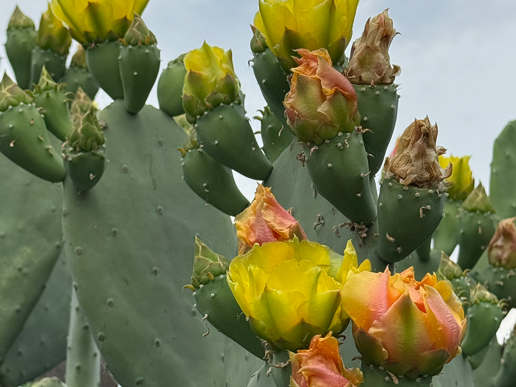 Blooming Cactus