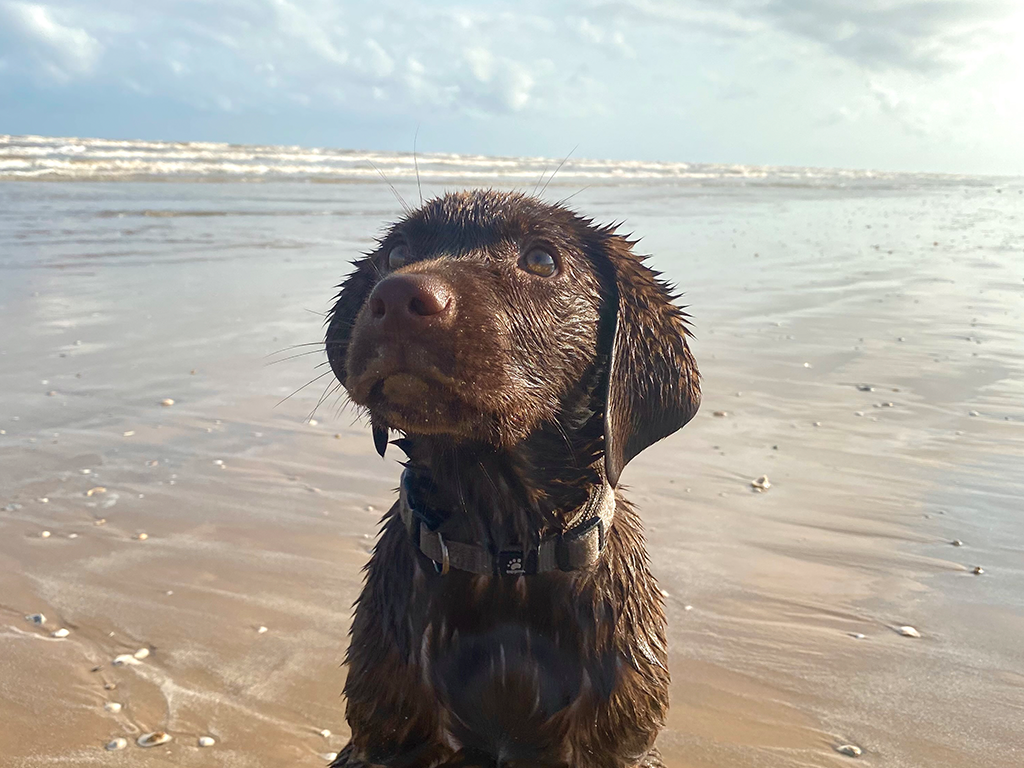 Chocolate Lab on the Beach