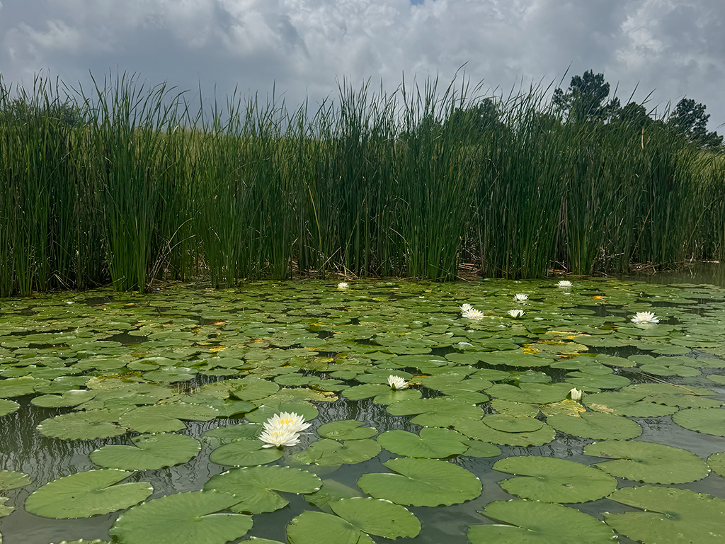 Lily Pads on Lake Bryan