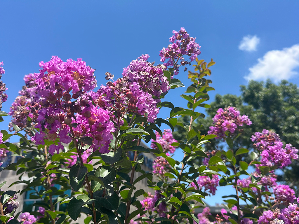 Summer Flowers