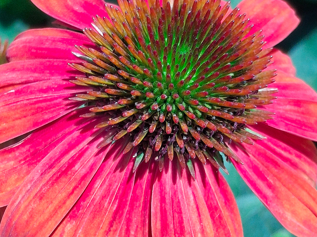 Coneflower