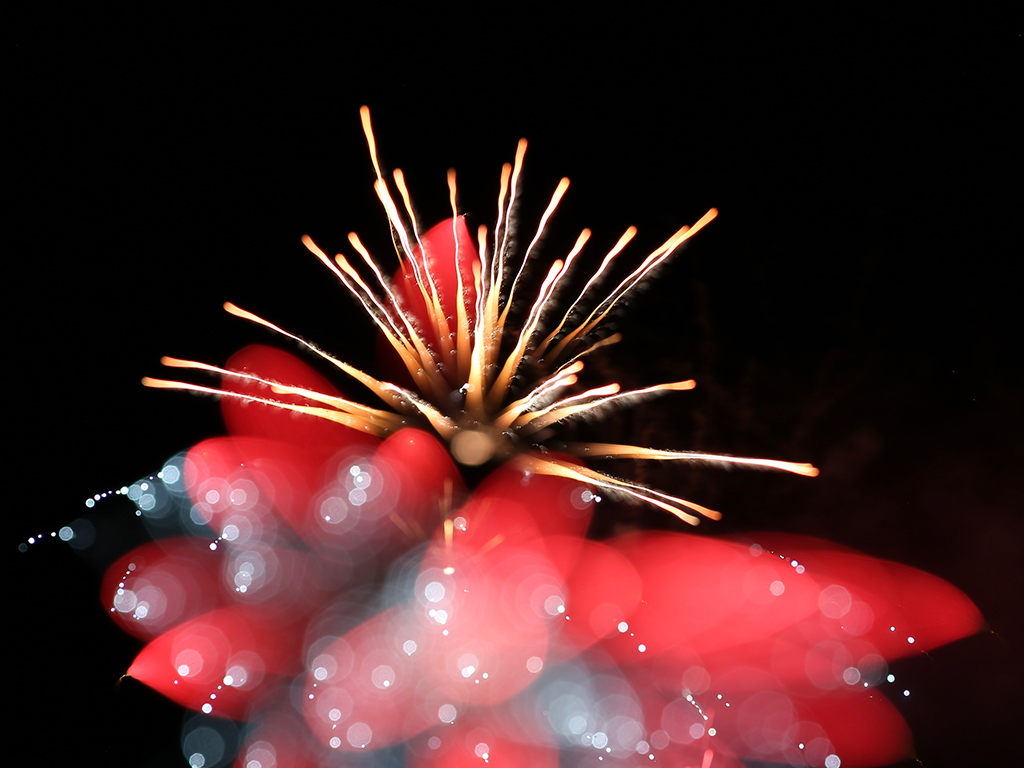 Firework in mid-explosion