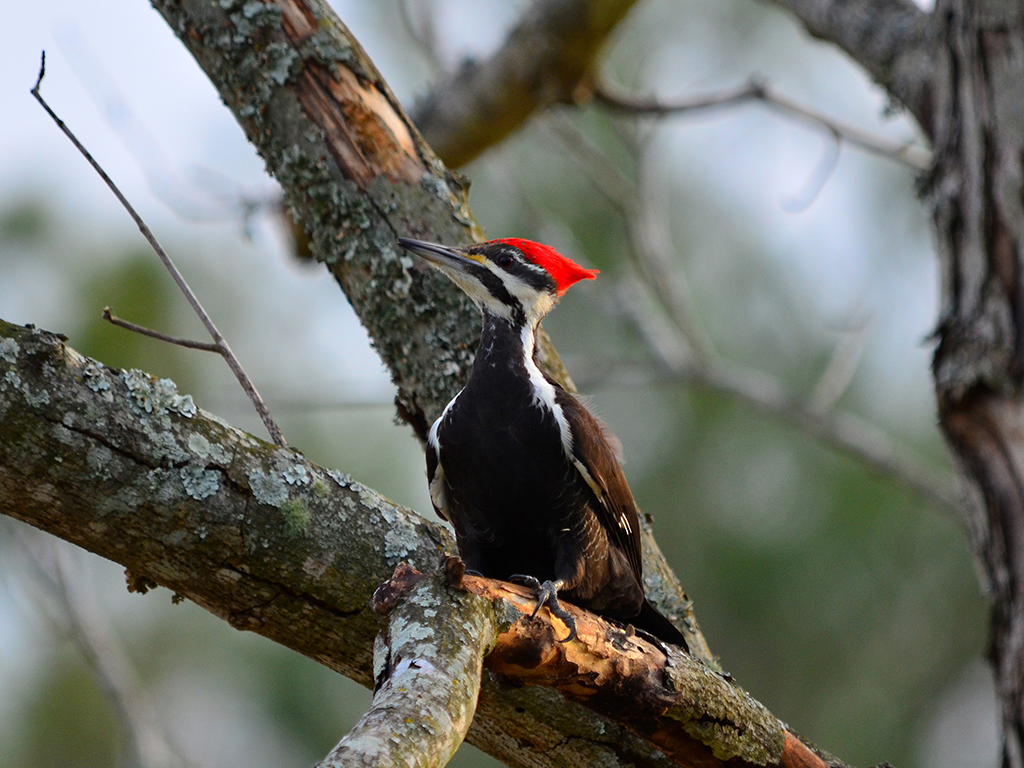 Pileated Woodpecker