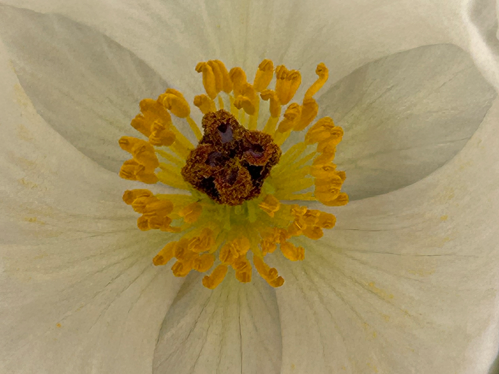 Poppy Center