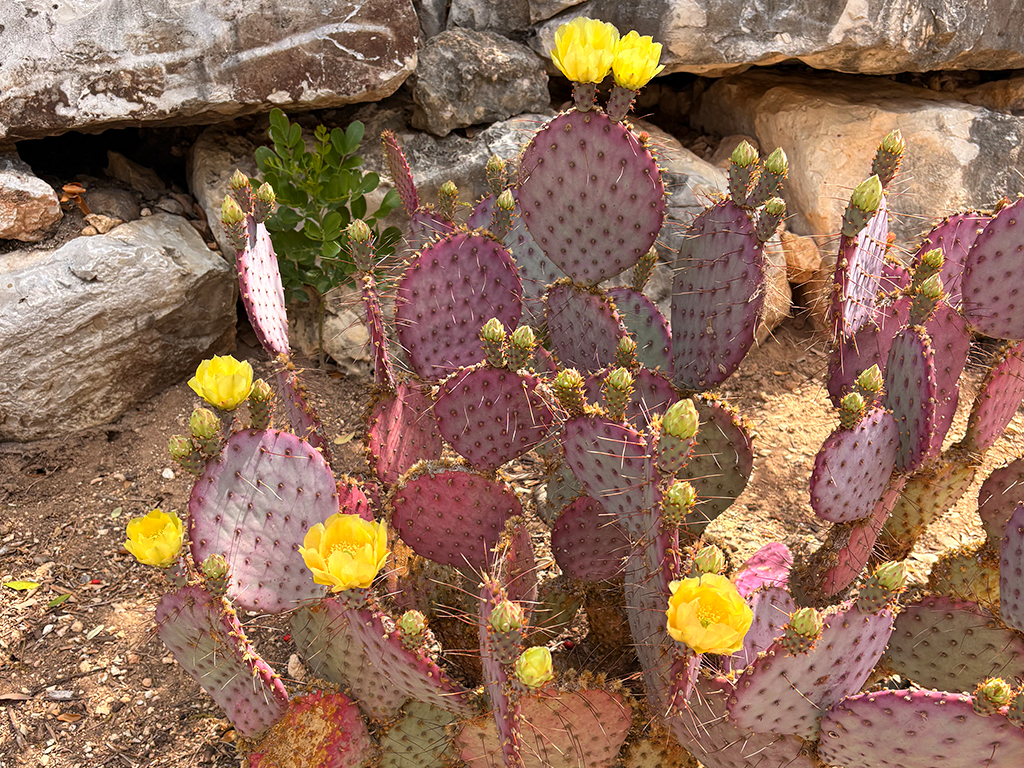 Cactus with Flower Blossoms