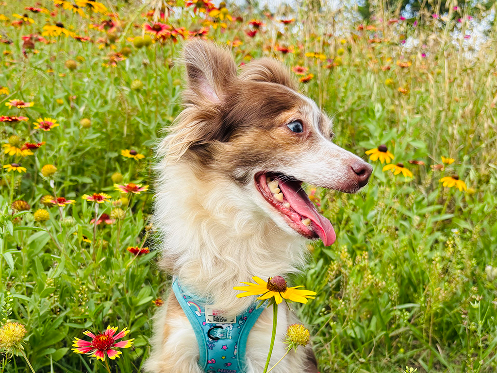 Pepper in the Wildflower Field at Buffalo Bayou