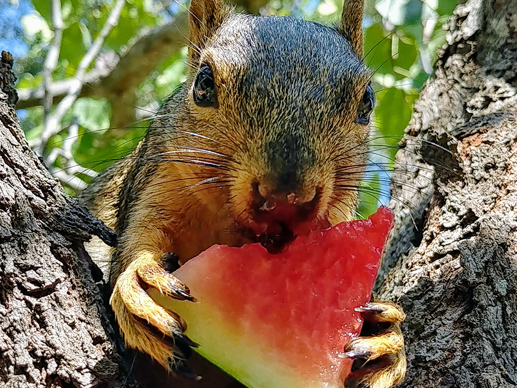Squirrel Enjoying Watermelon on a Hot Day