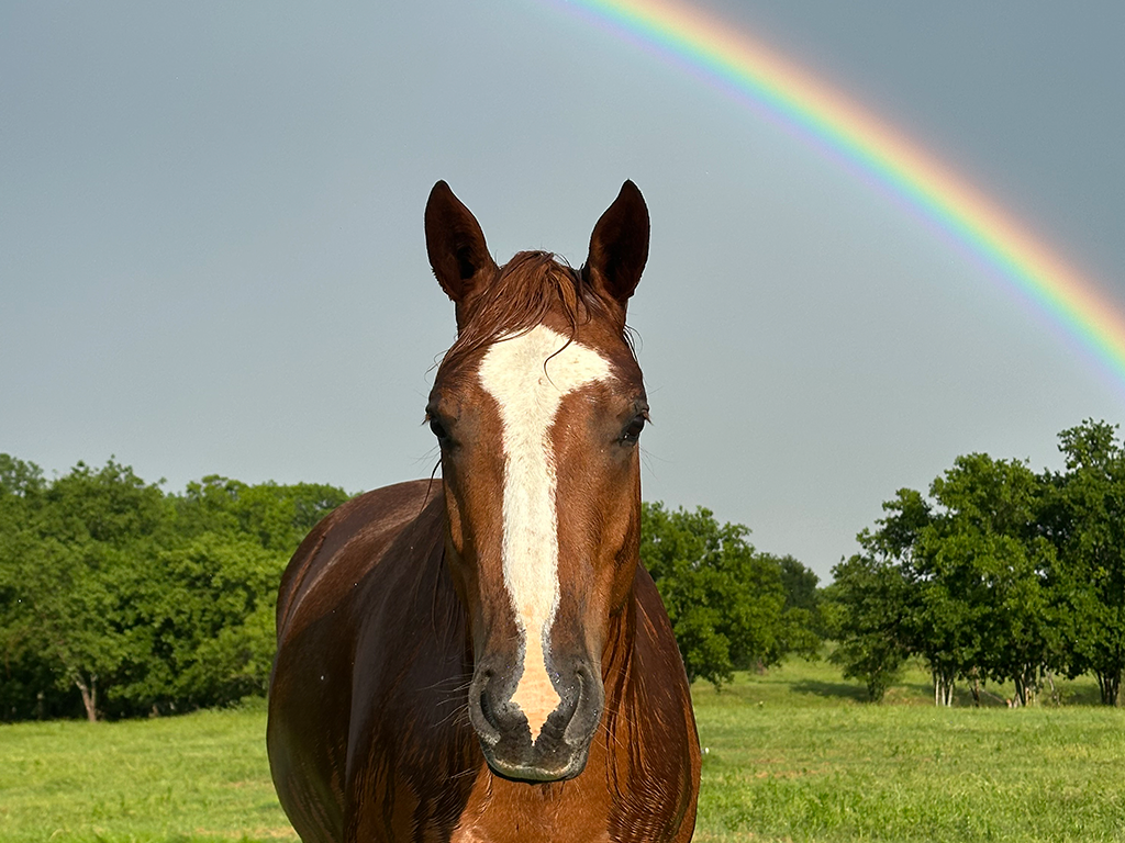 The Mare After the Storm