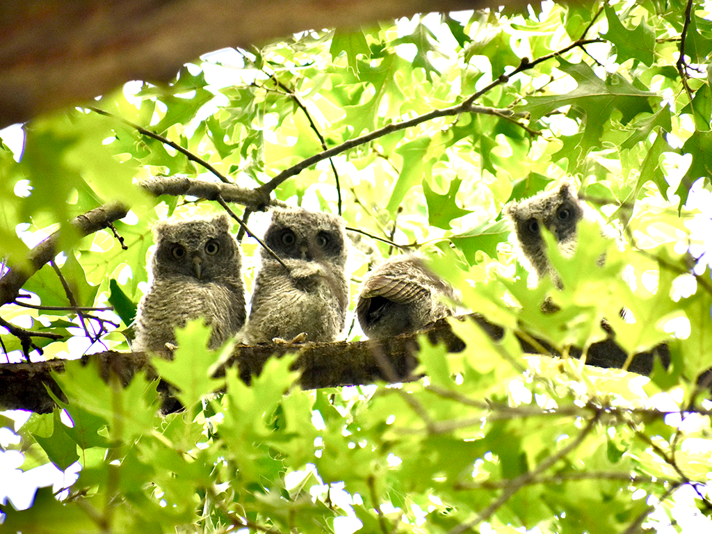 Baby Eastern Screech Owls