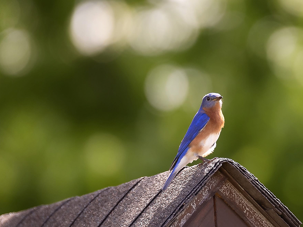 Bluebird
