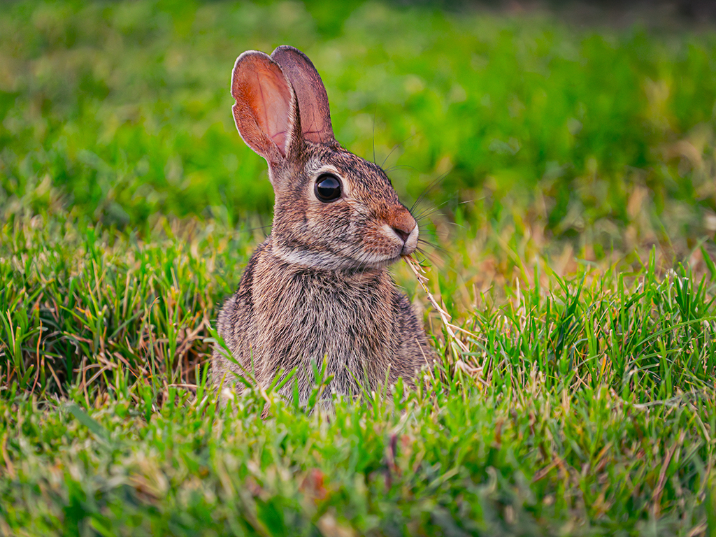 Morning Cottontail Rabbit