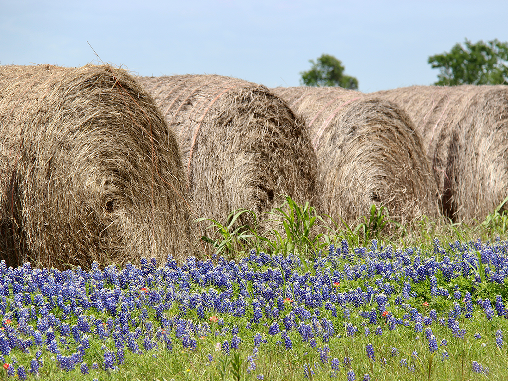 Bluebonnets and Hay Bales
