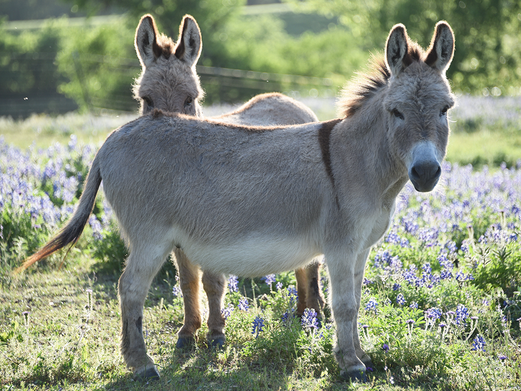 Donkeys In Bluebonnets