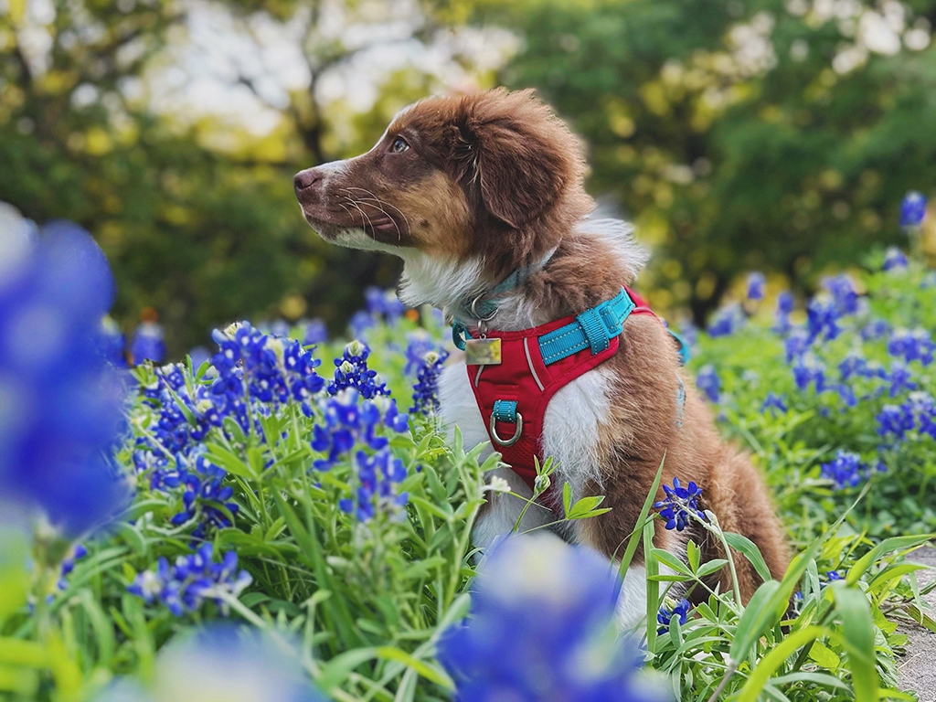 Duke In the Bluebonnets
