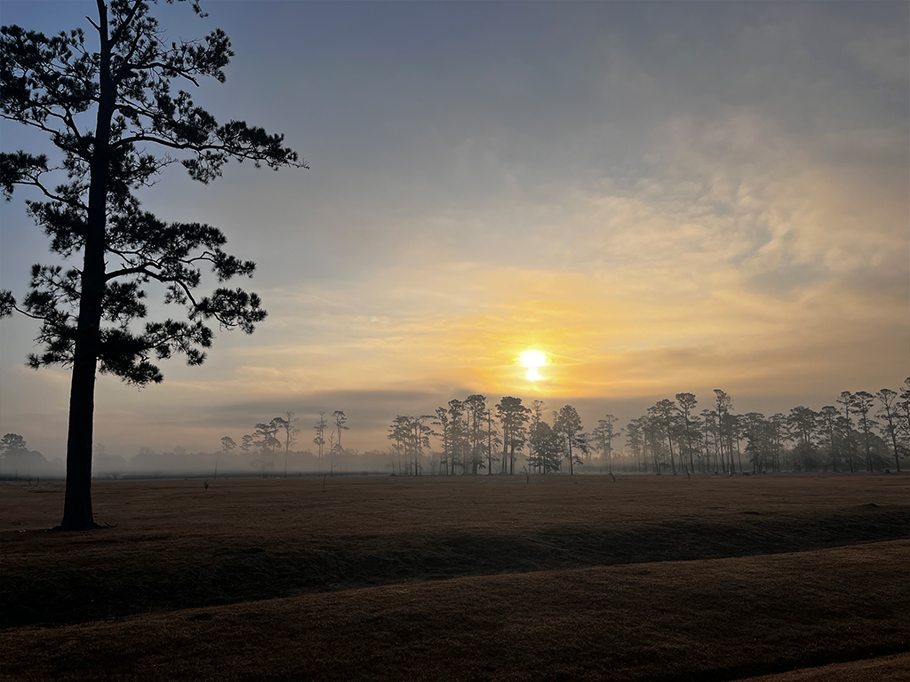 Foggy Morning at Tyrrell Park