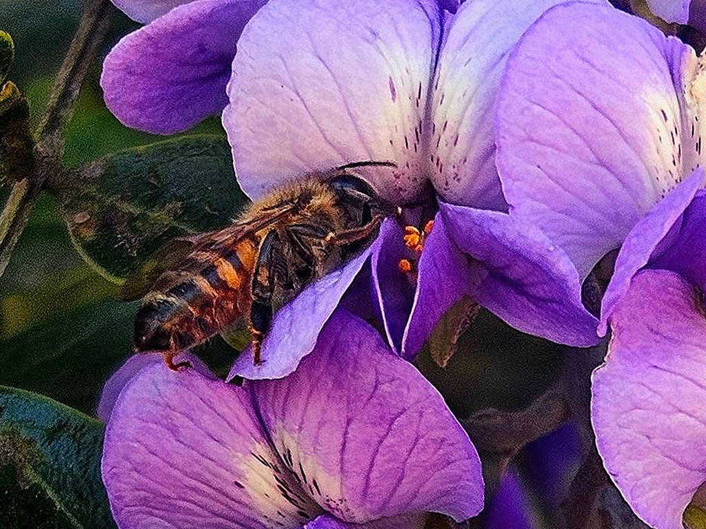 Beautiful Purple Flower with a Bumblebee