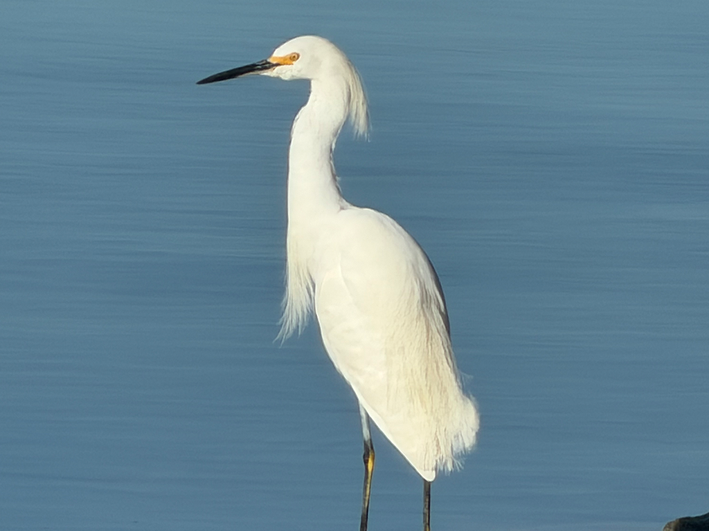 Great Egret