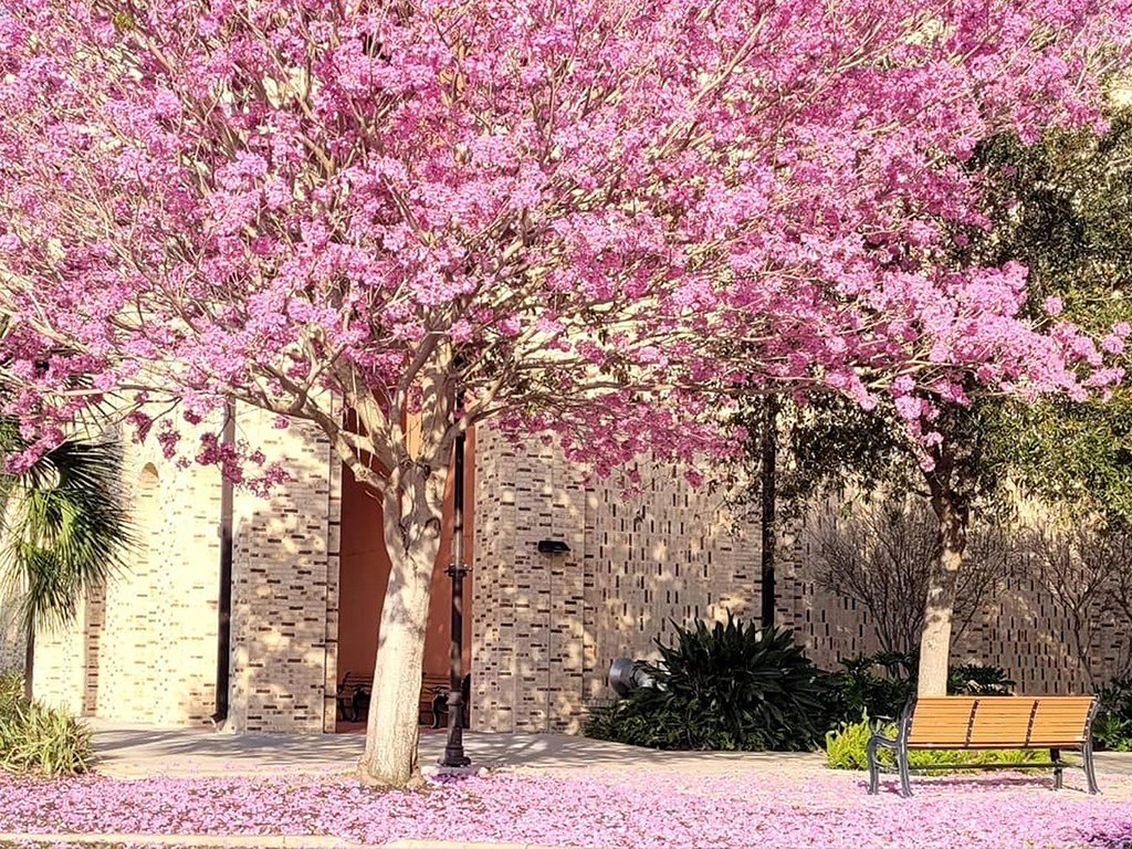 Pink Trumpet Tree