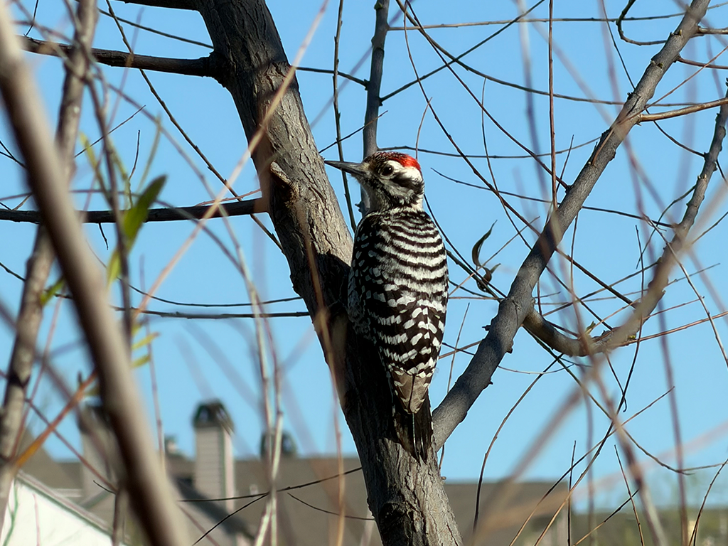 Ladder Backed Woodpecker