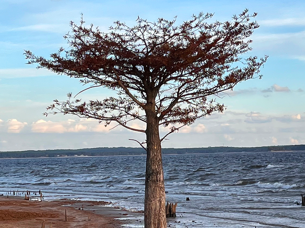 Old Tree by the Lake