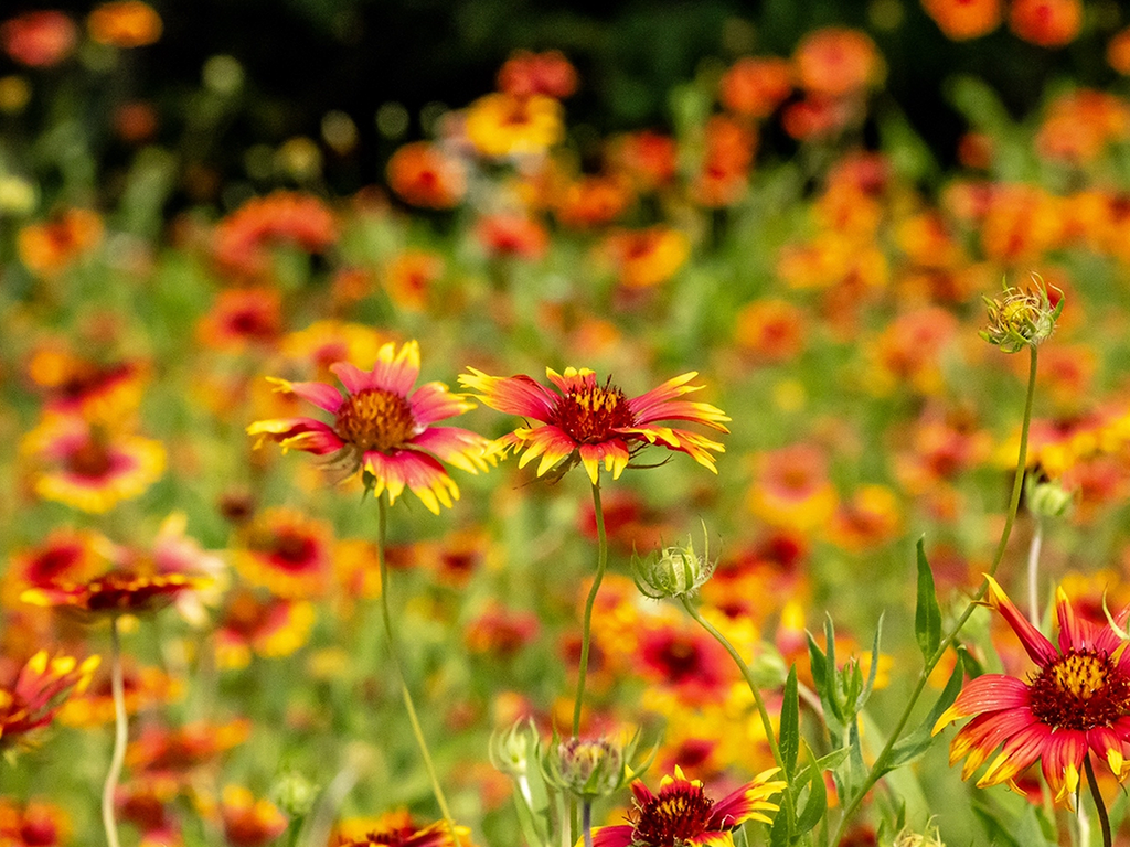 May Flowers