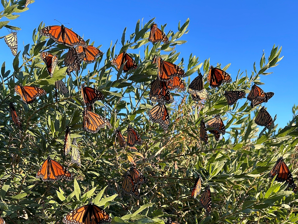 Matagorda Monarch Migration