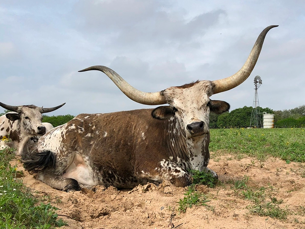 Longhorn Guarding the Pasture