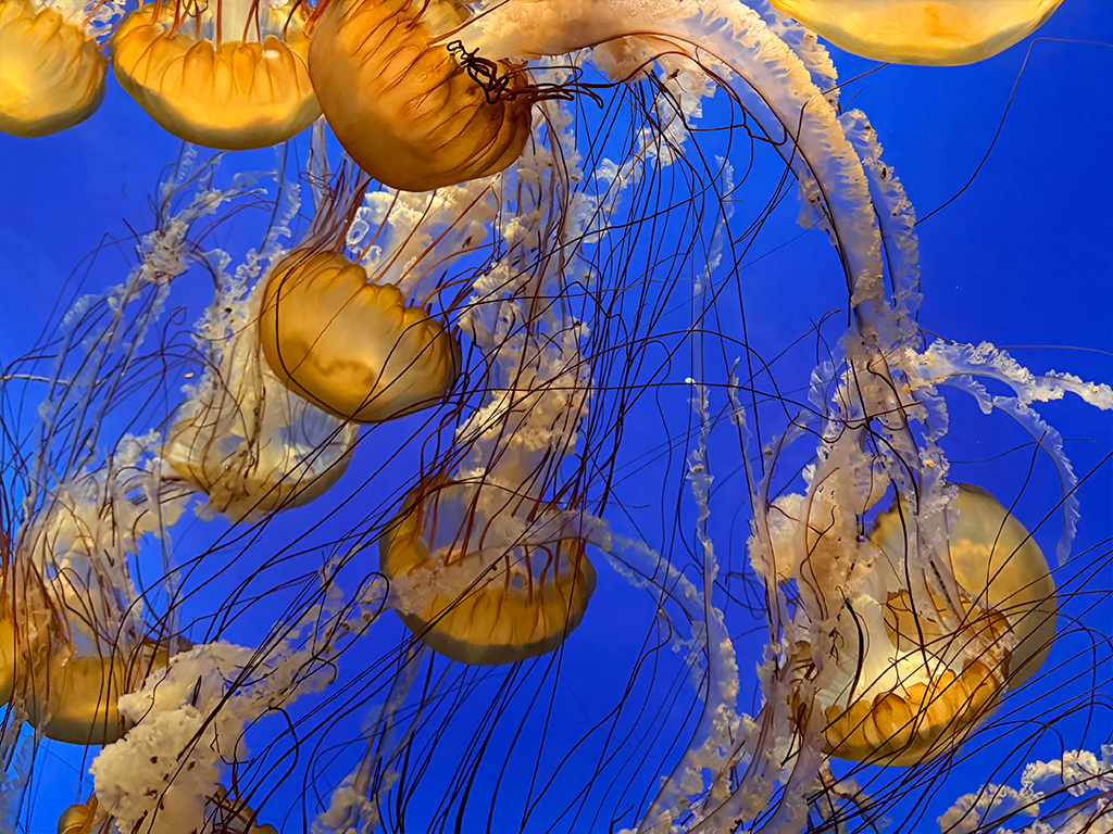 Moody Gardens Aquarium