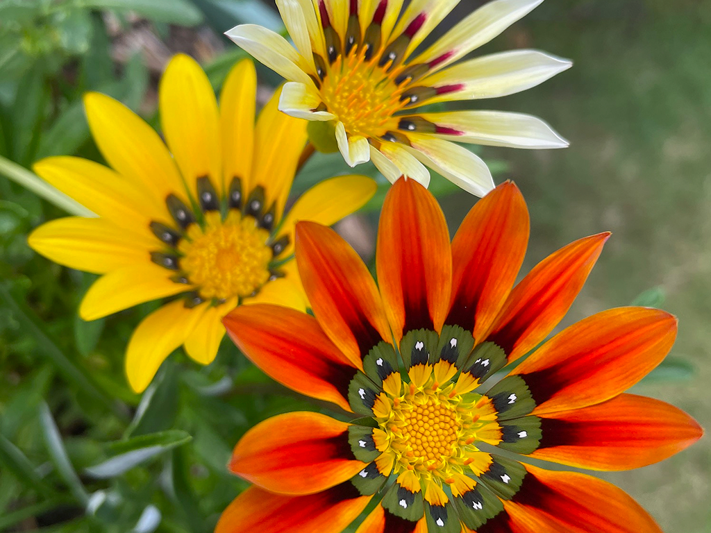 Gazania Flowers