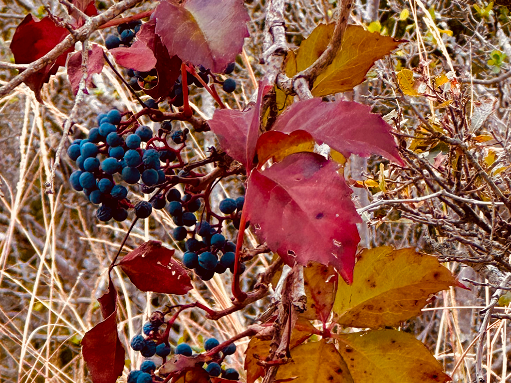 Fall Colors