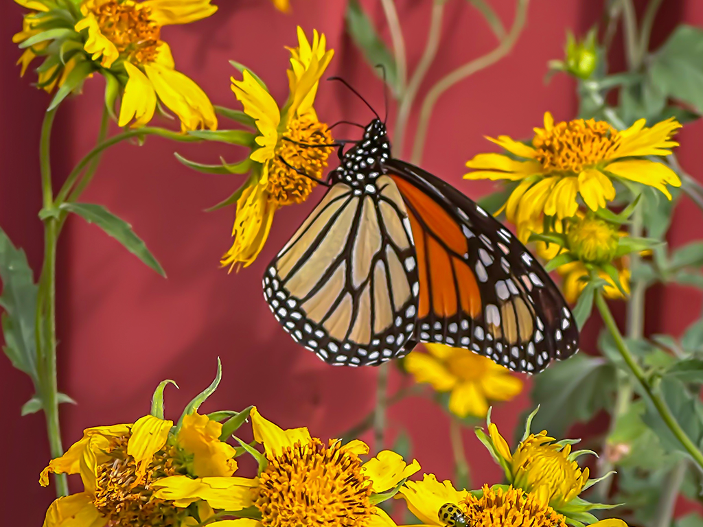 Monarch Butterfly