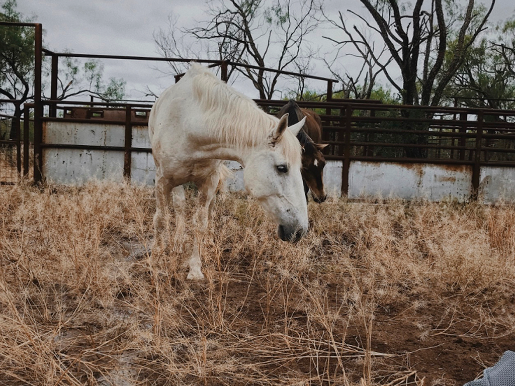 Horses Grazing