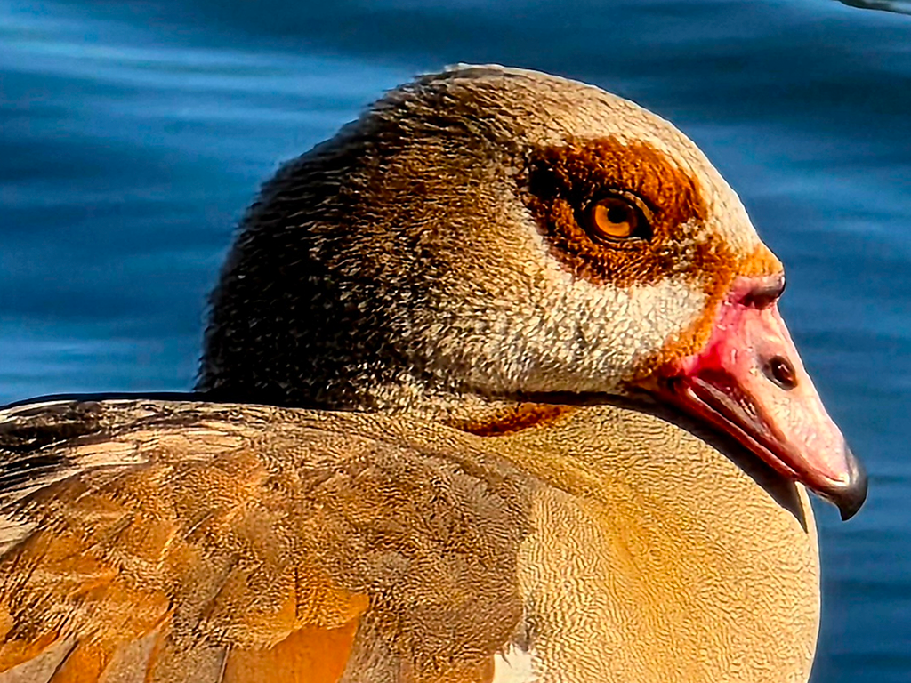 Egyptian Goose
