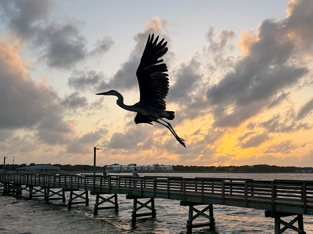 Beautiful Pelican In The Sunset