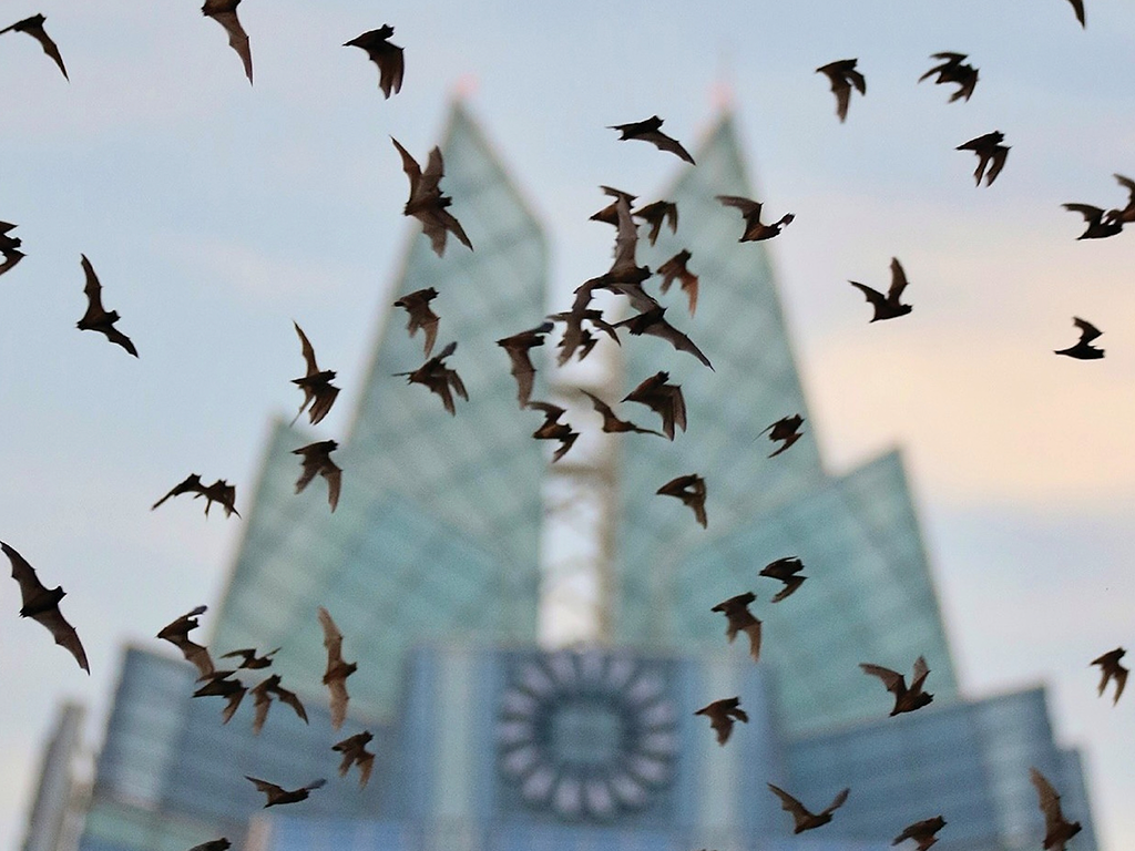 Austin's Bat Colony