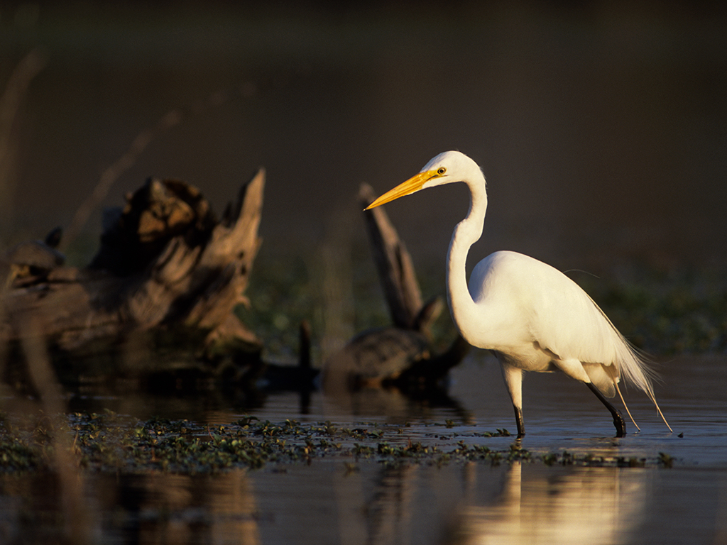 Great White Egret