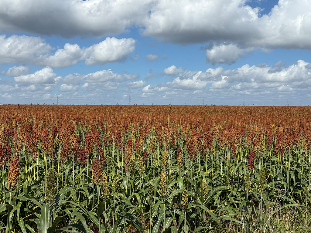 Farmland 